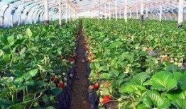 大棚草莓爆料视频播放大全,揭秘草莓生长全过程，海量视频一网打尽